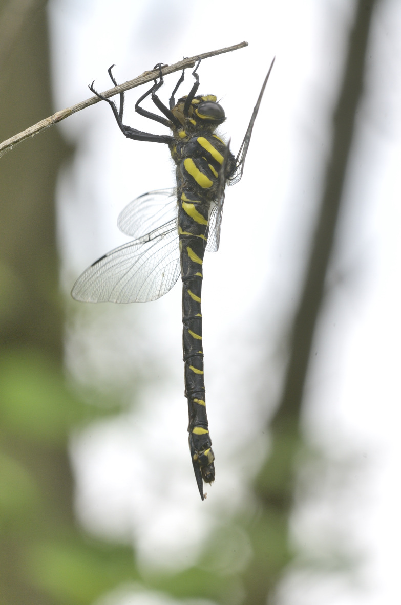 Cordulegaster boltonii f: ?